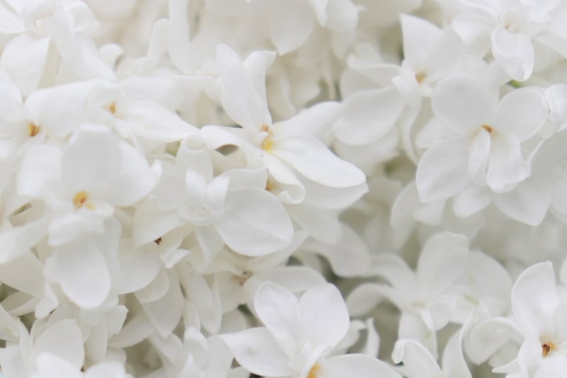 Aromatic Botanicals