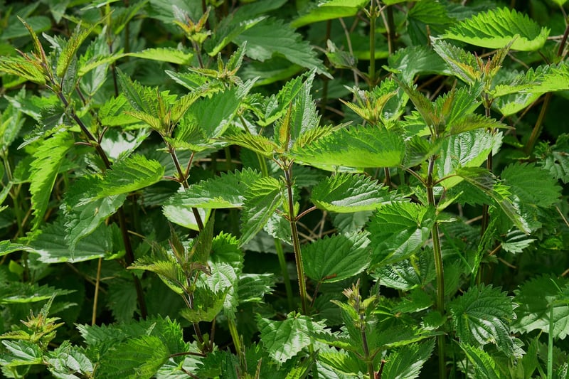Spellcasting Herbs