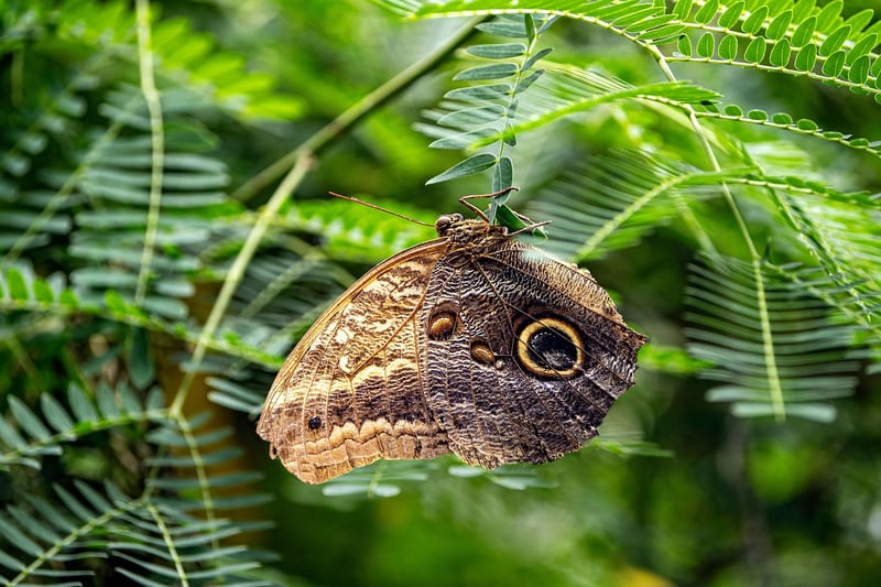 Butterfly in Garden