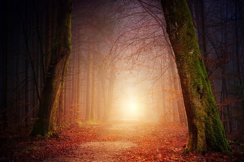 Mysterious Forest