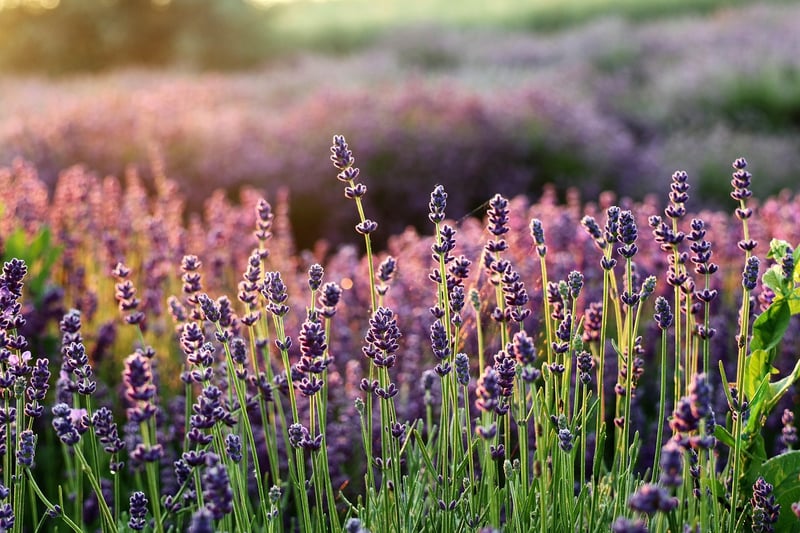Lavender Herb