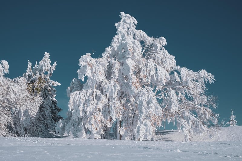 Nature's Magic