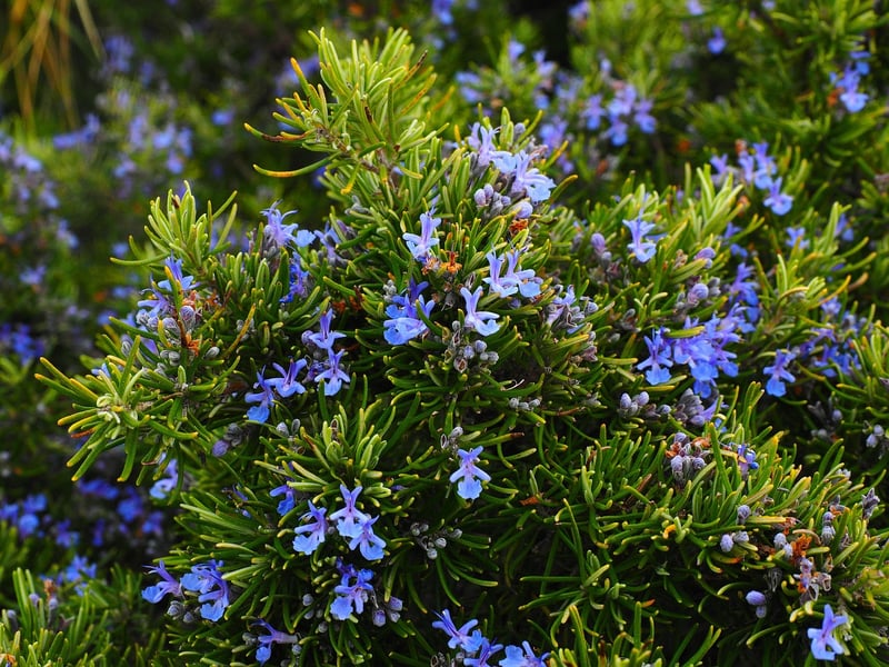 Rosemary Herb
